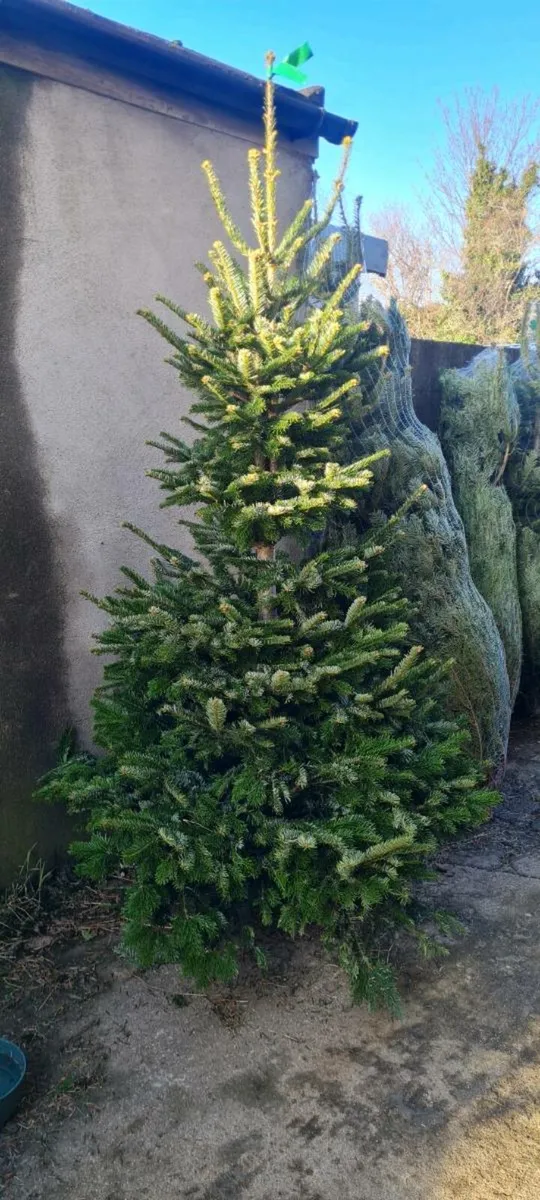 Christmas trees - Image 2