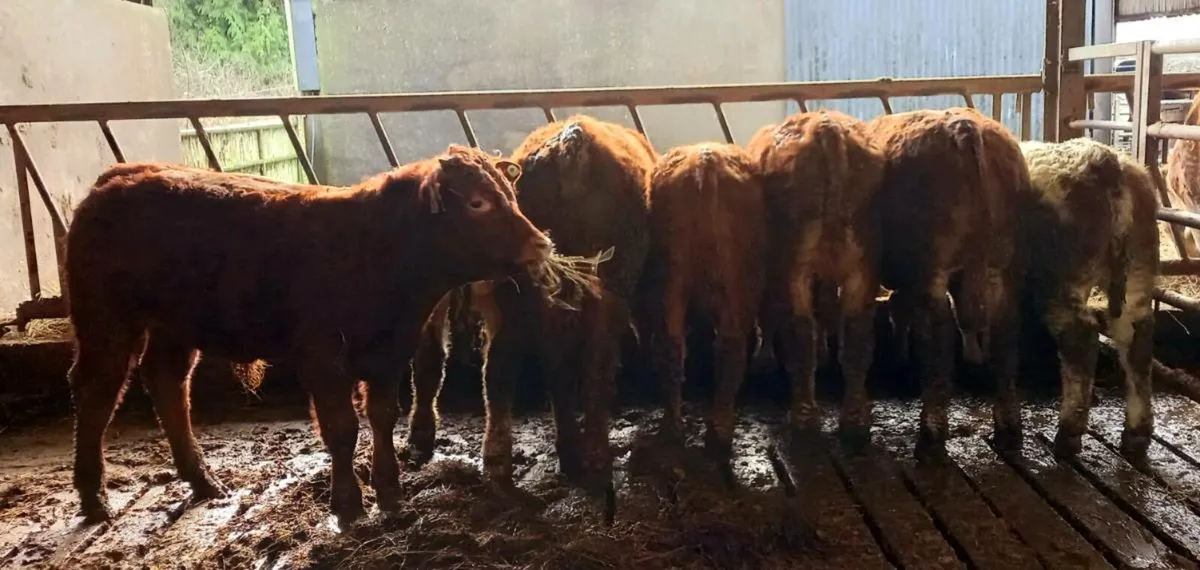 Elphin this evening - Image 1