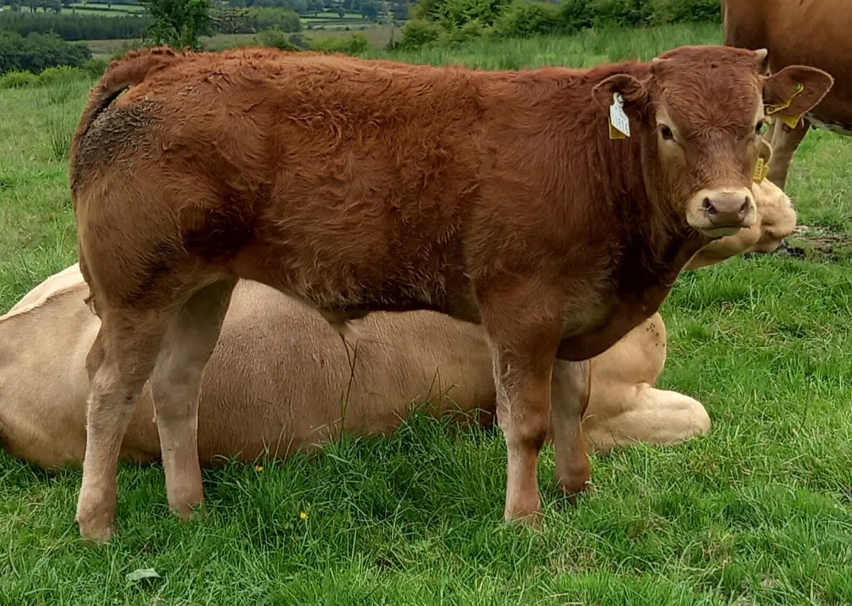 Elphin this evening - Image 2