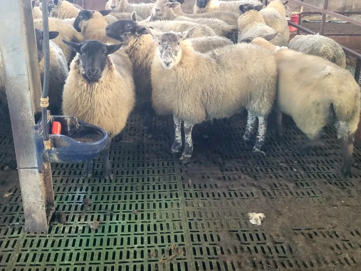 EWE LAMBS. - Image 2