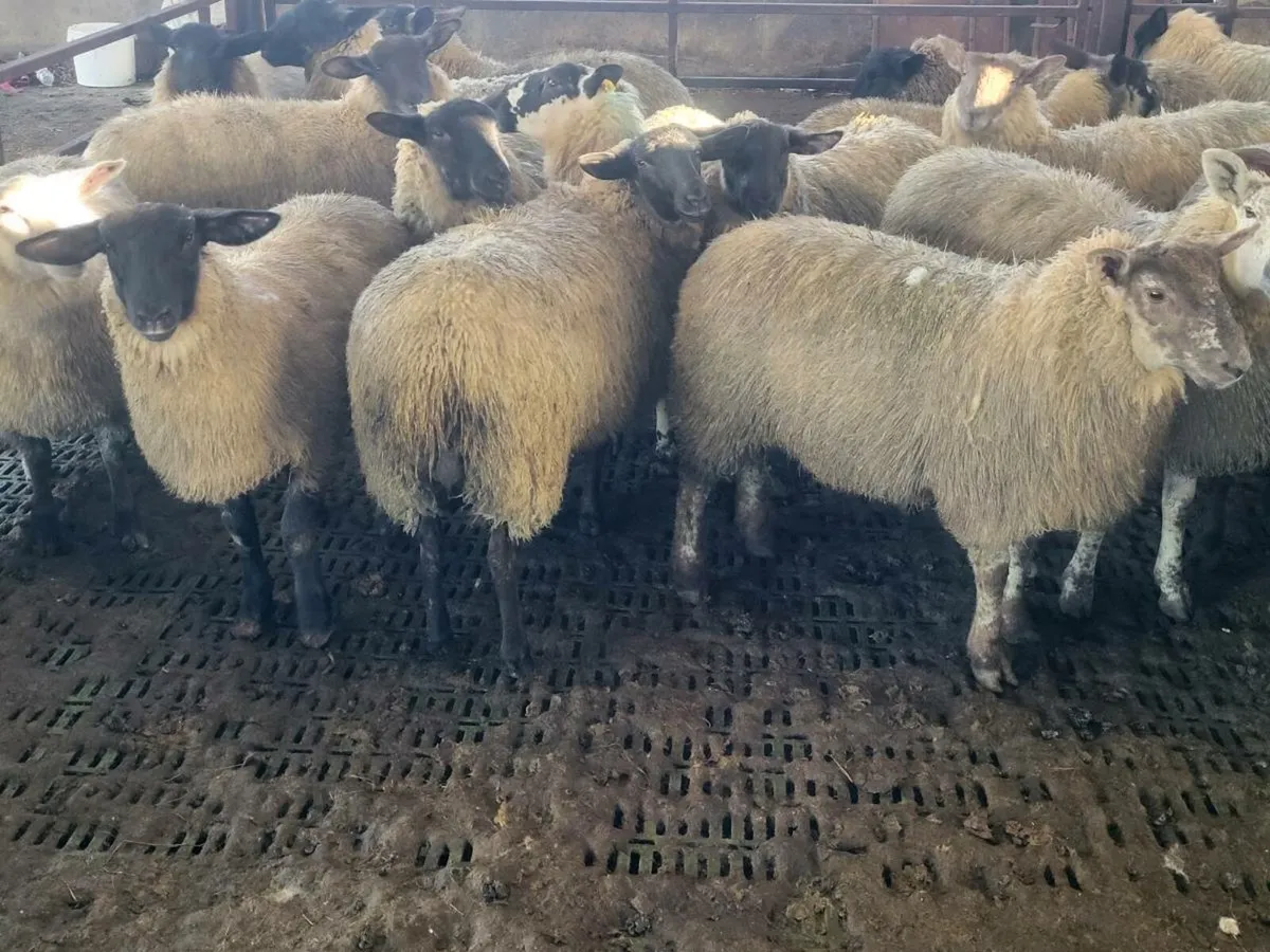 EWE LAMBS. - Image 3