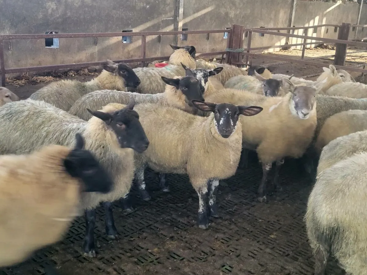 EWE LAMBS. - Image 1