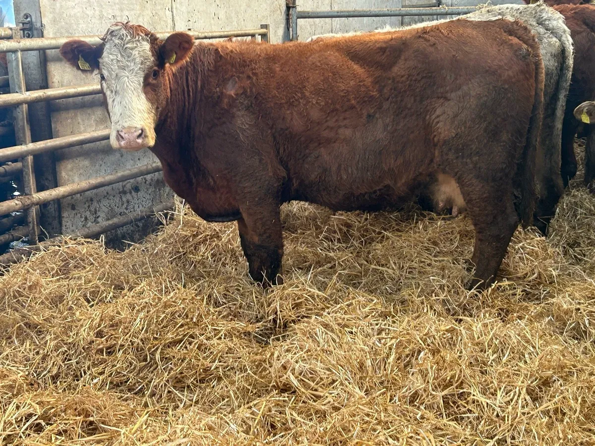 3 incalf  suckler cows - Image 1
