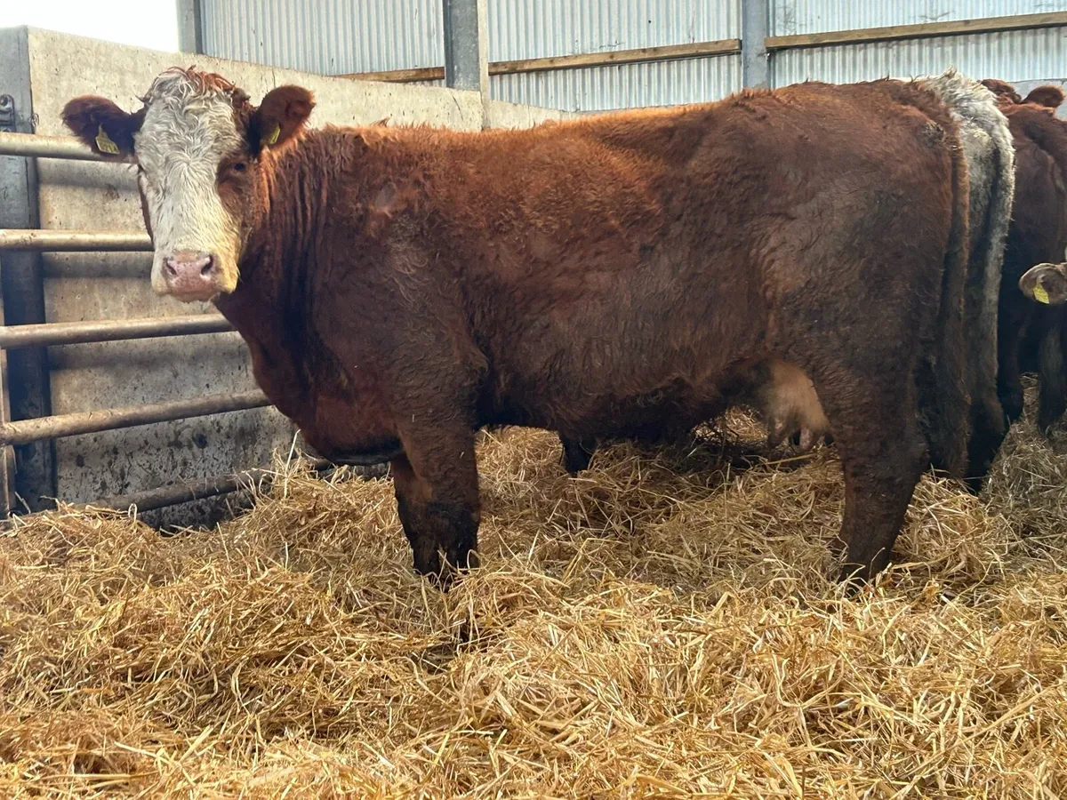 3 incalf  suckler cows - Image 2