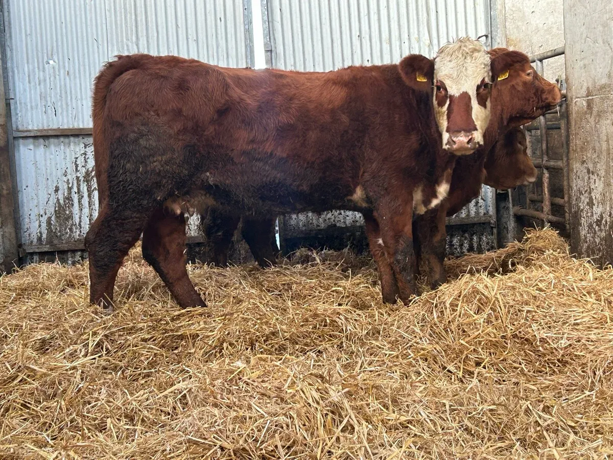 3 incalf  suckler cows - Image 3