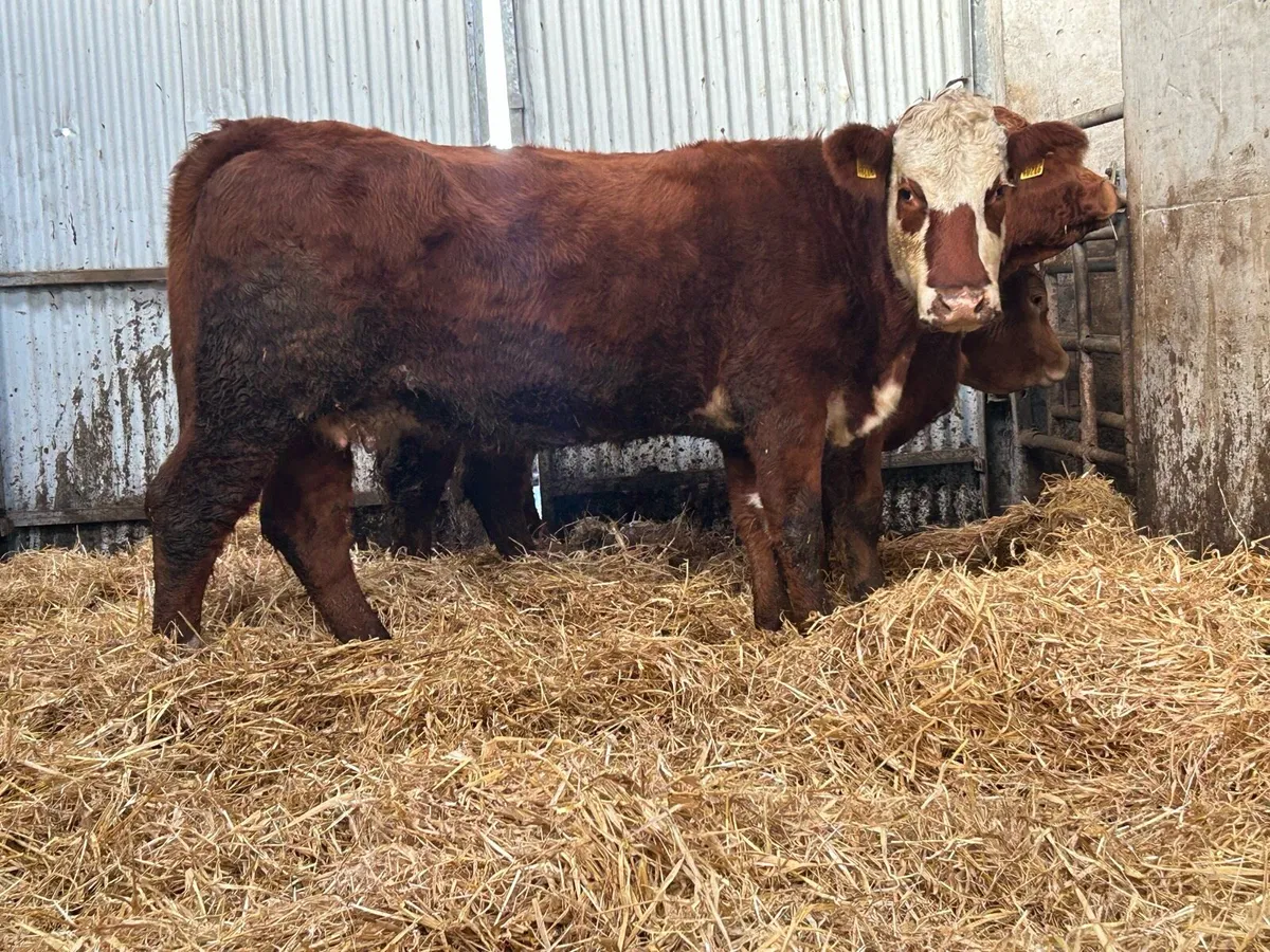 3 incalf  suckler cows - Image 4
