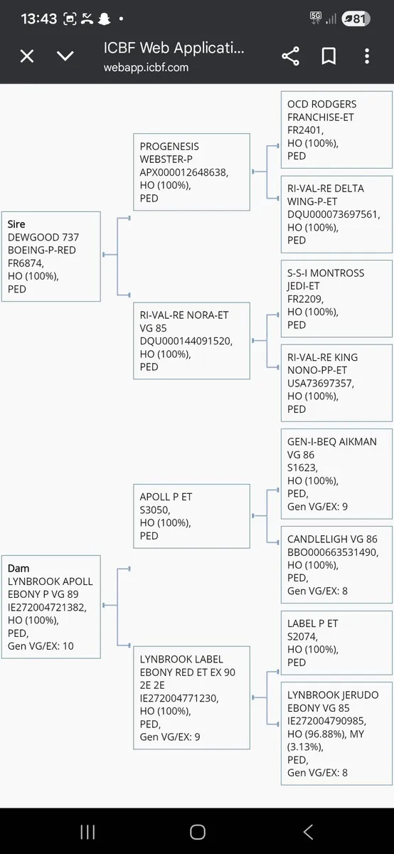 Holstein Fr Bull - Image 4