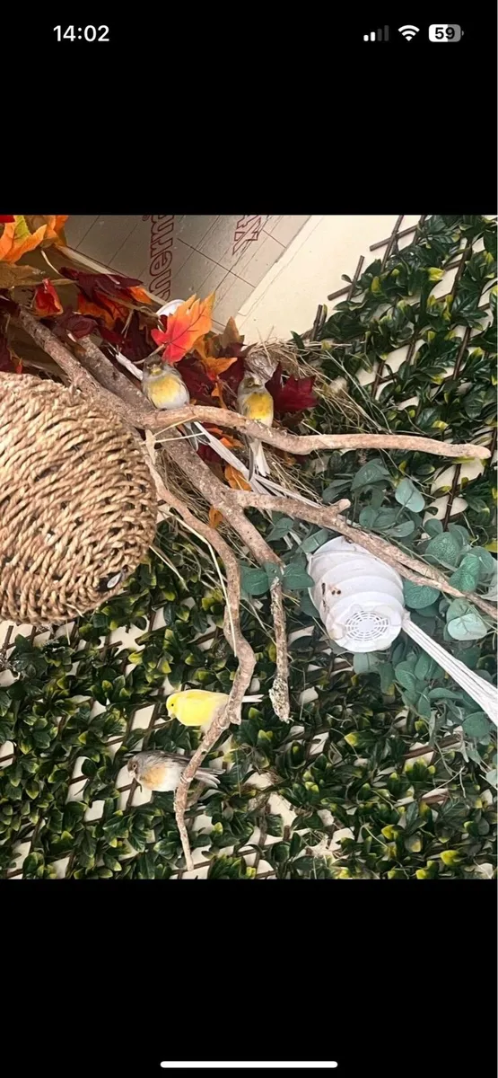 Canary’s - Image 1