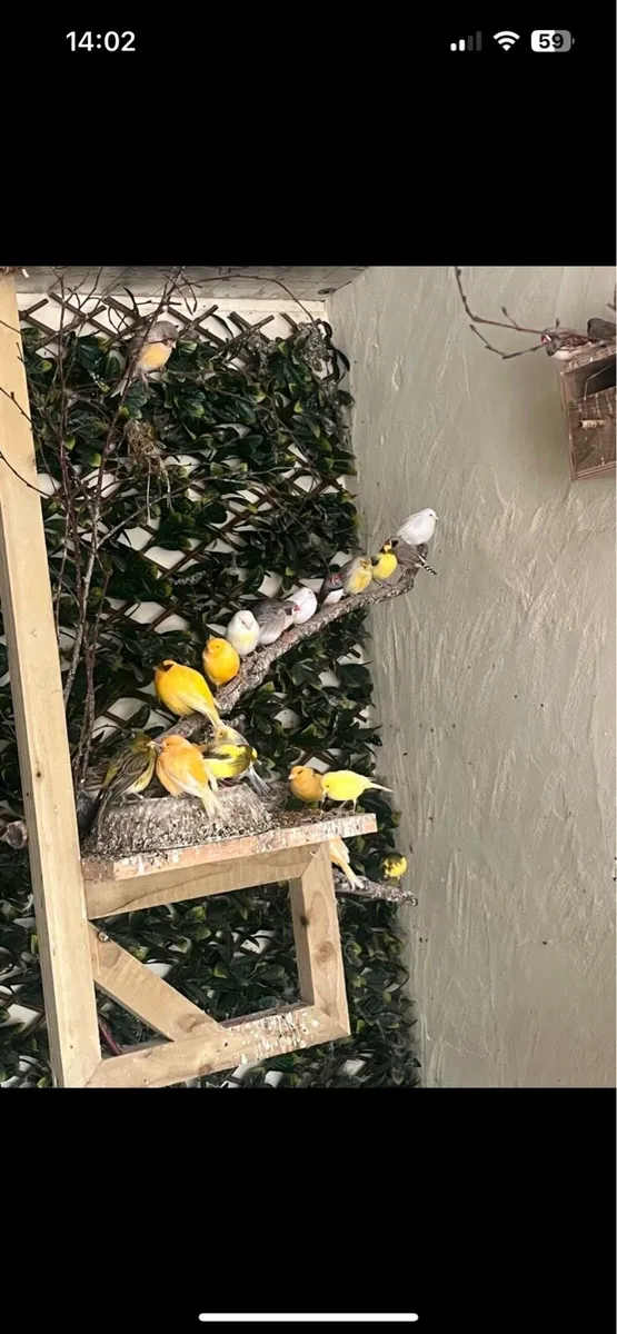 Canary’s - Image 2