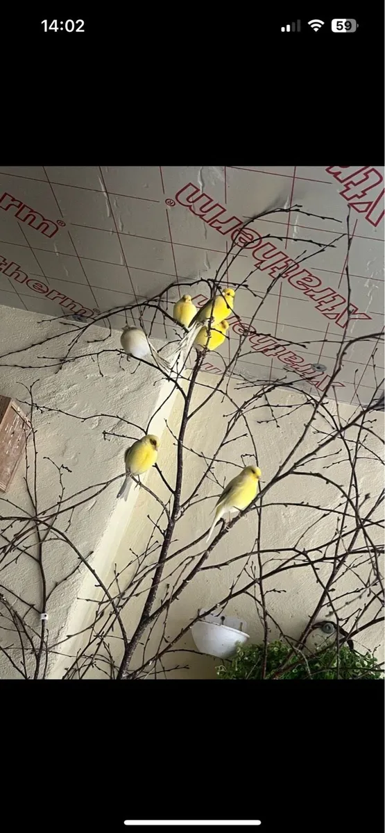 Canary’s - Image 3
