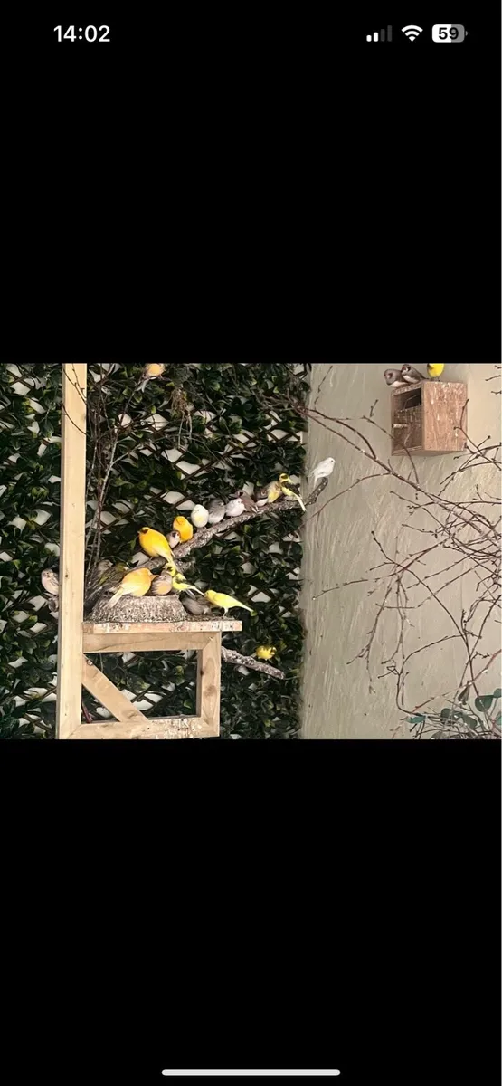 Canary’s - Image 4