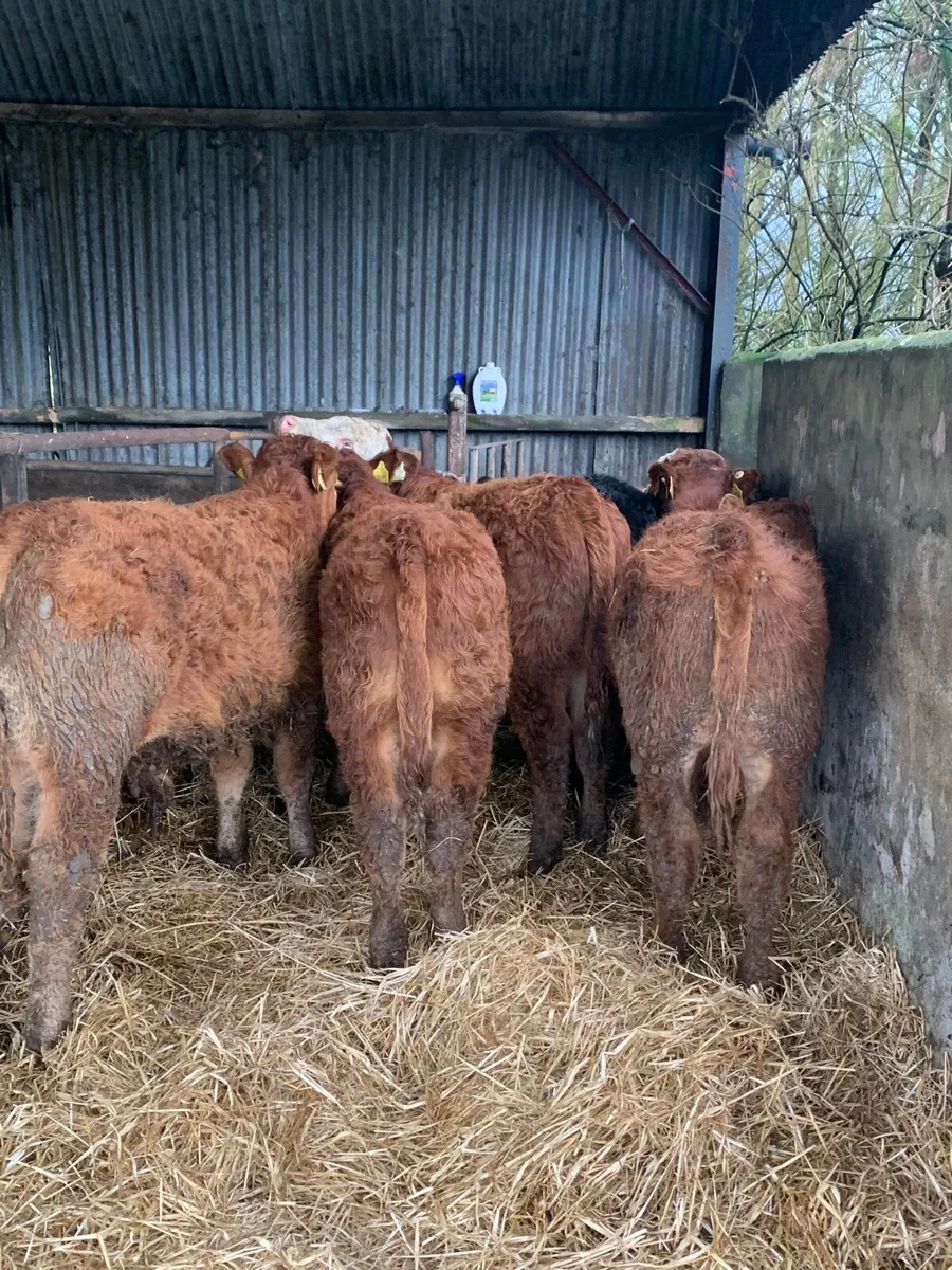 5 Lovely Quality LMX  bullocks for sale - Image 3