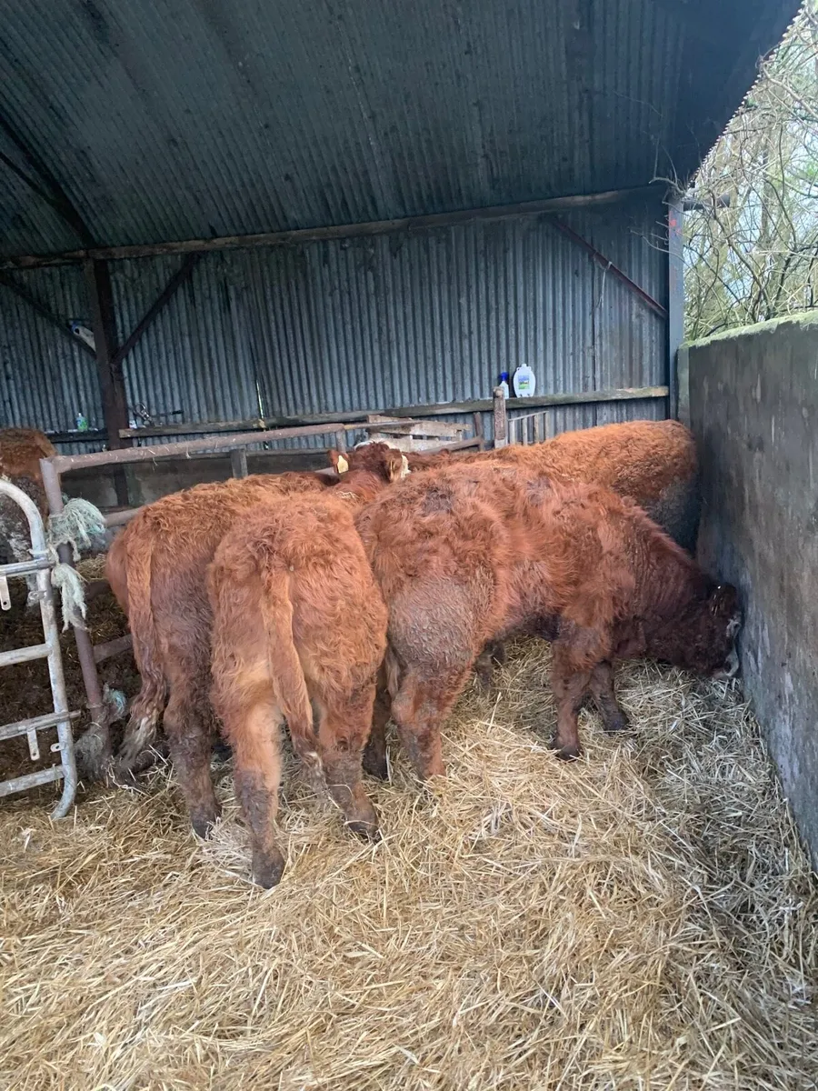 5 Lovely Quality LMX  bullocks for sale - Image 4