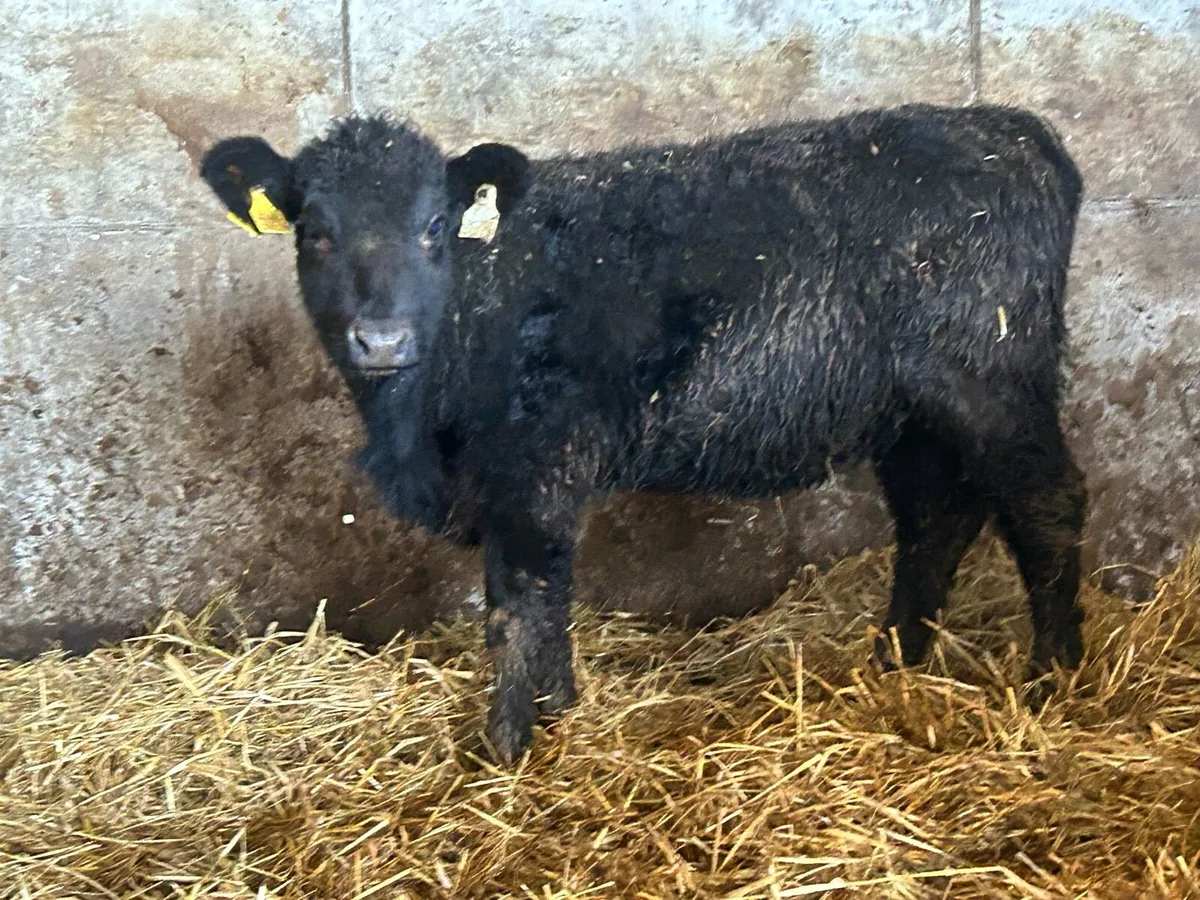 5 suckler breed heifer weanlings - Image 2