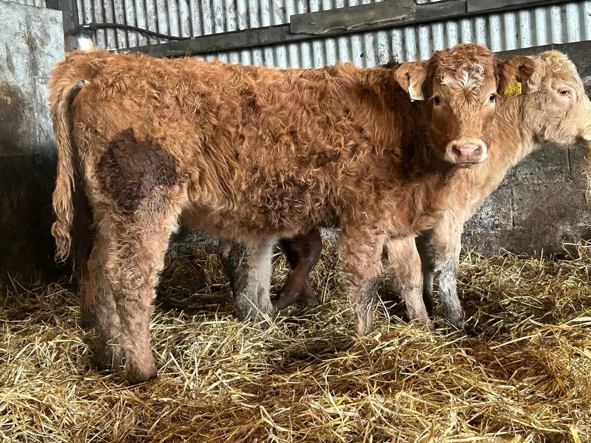 5 suckler breed heifer weanlings - Image 3