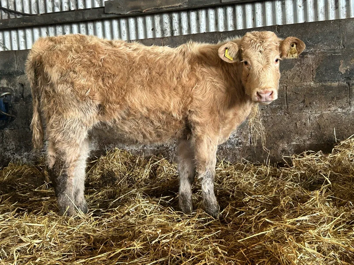 5 suckler breed heifer weanlings - Image 4