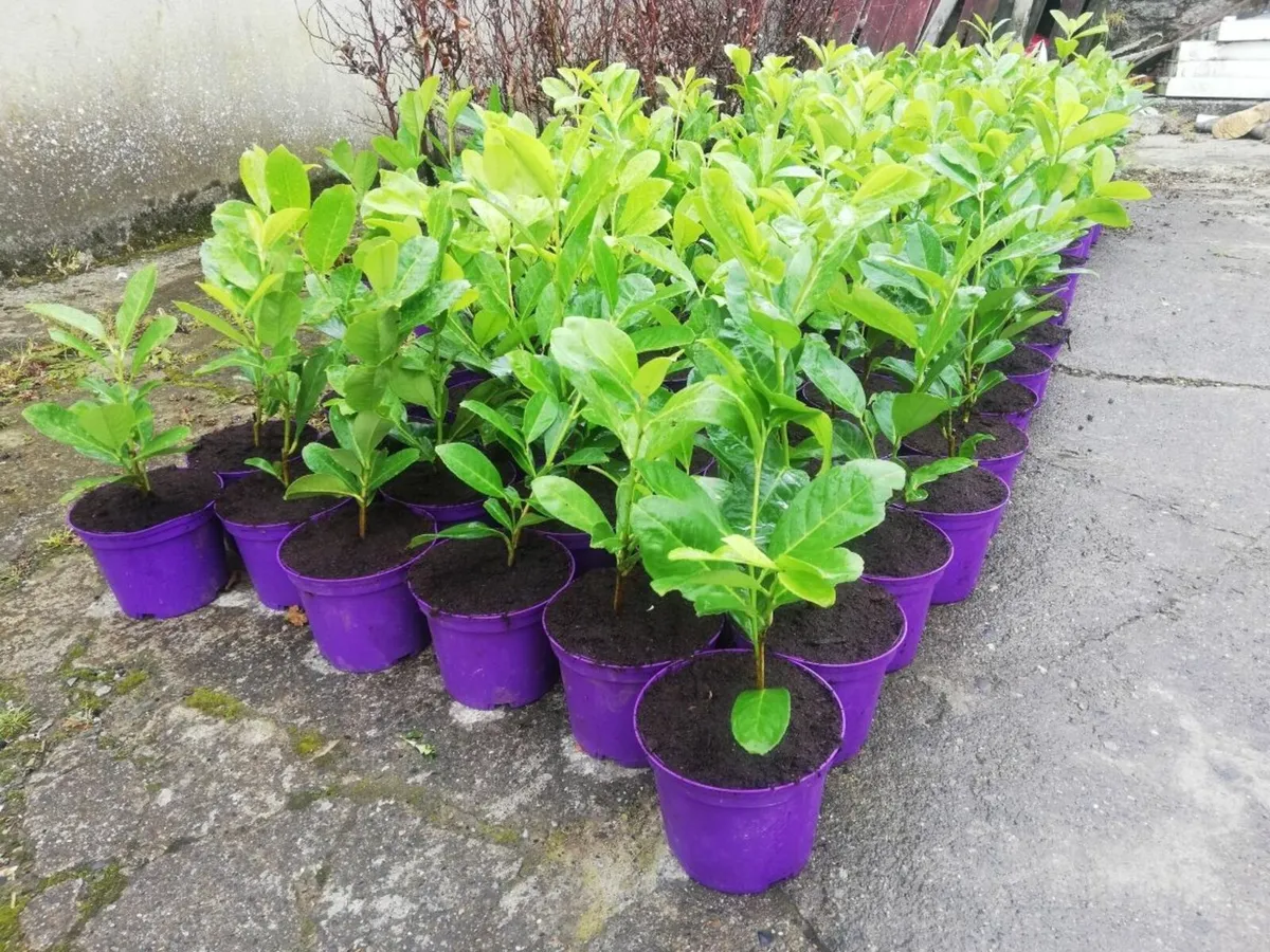 Laurel Hedging - Image 1