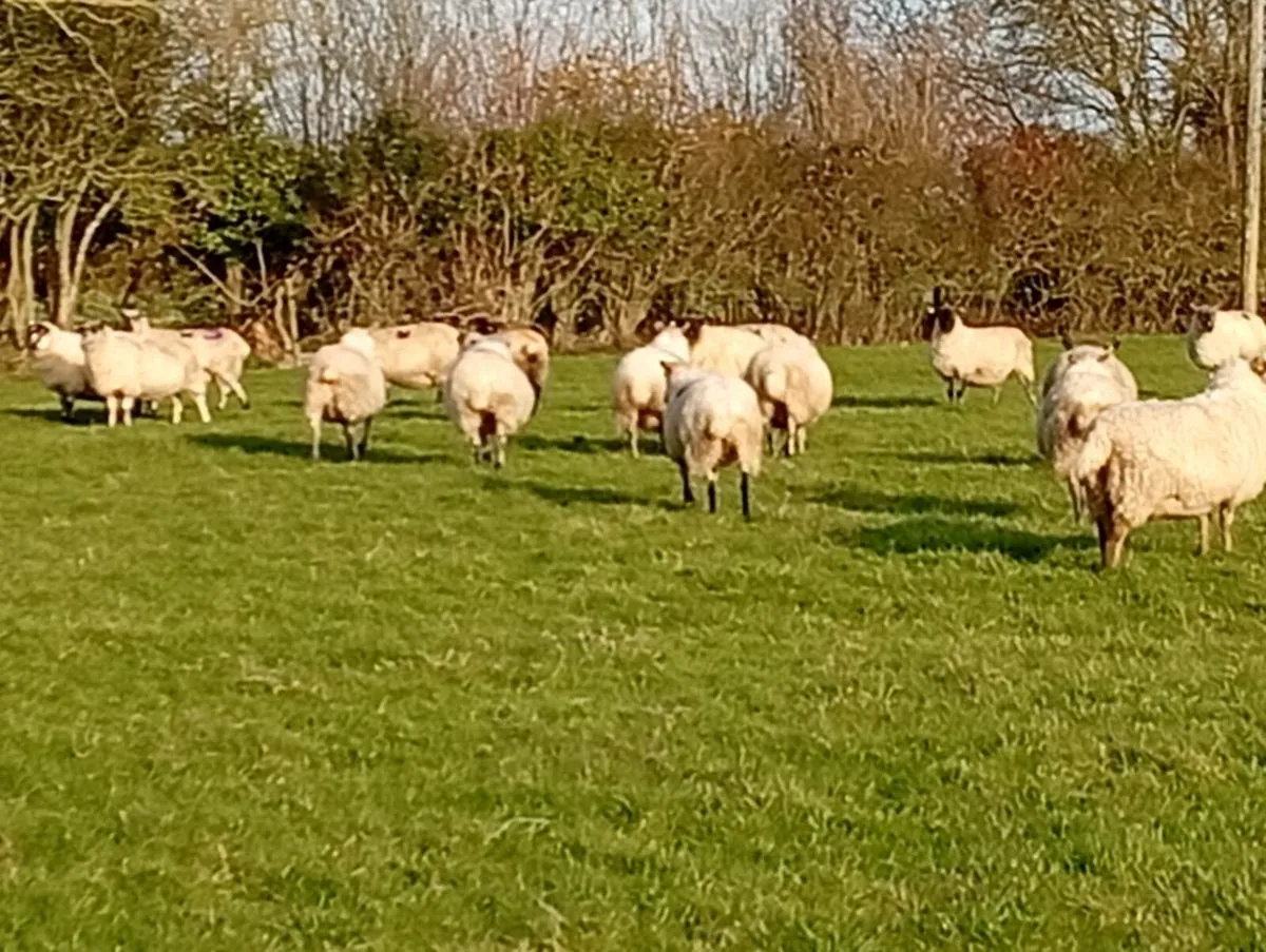 Inlambs ewes - Image 1