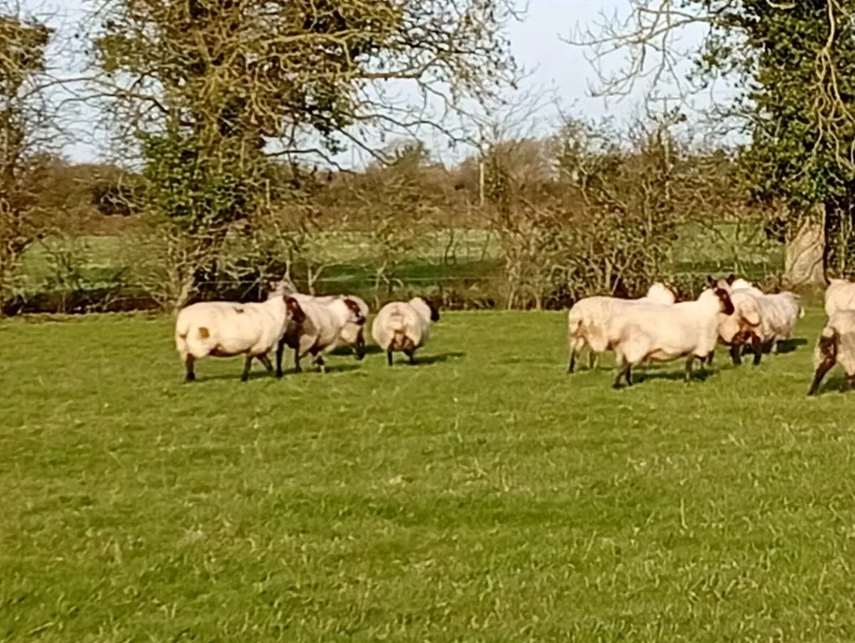 Inlambs ewes - Image 2