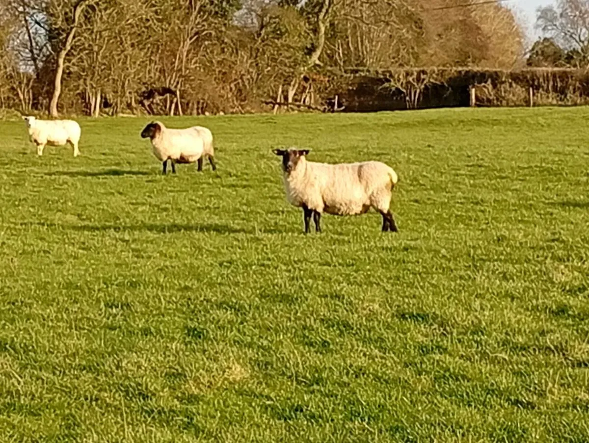 Inlambs ewes - Image 3