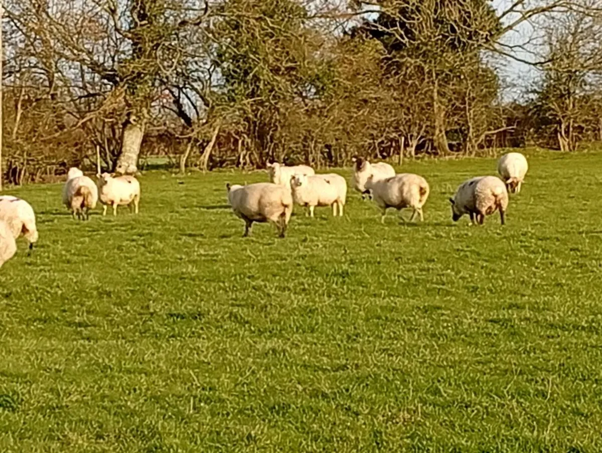 Inlambs ewes - Image 4