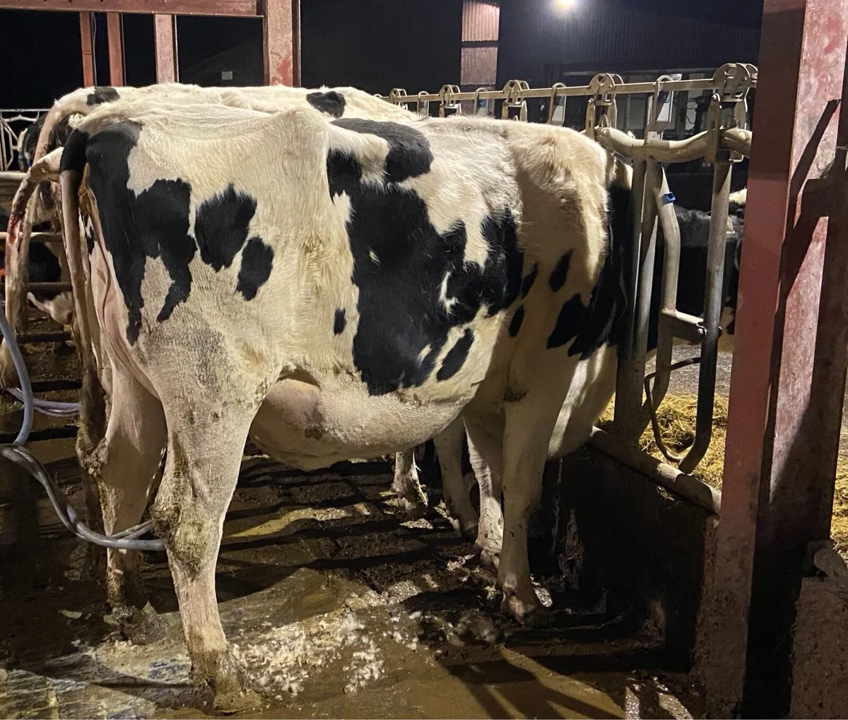 4 Fresh calved hfrs for sale- as group or individ. - Image 2