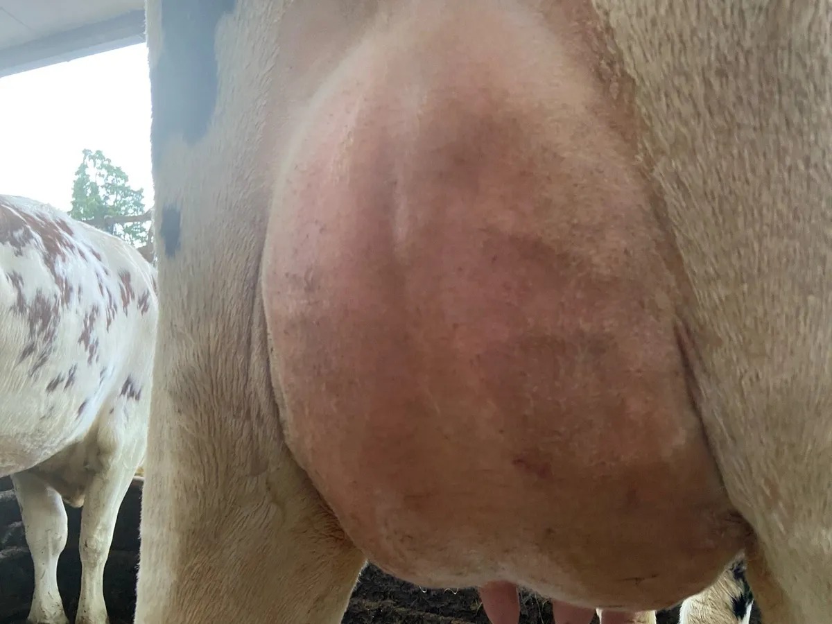 4 Fresh calved hfrs for sale- as group or individ. - Image 3