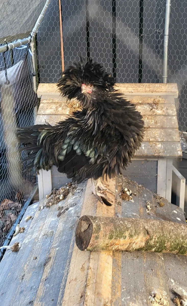 Polish Rooster