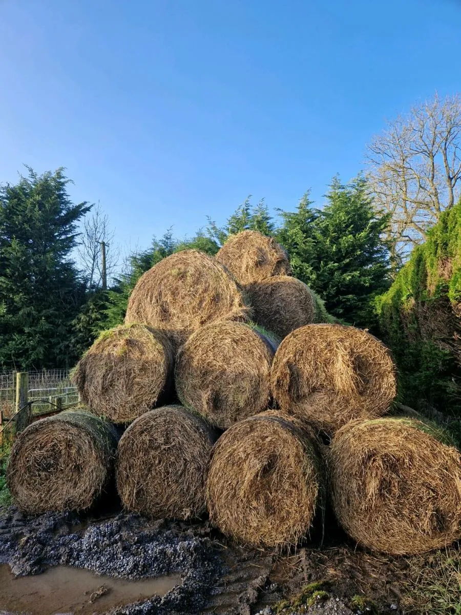 Full Cert Organic Straw