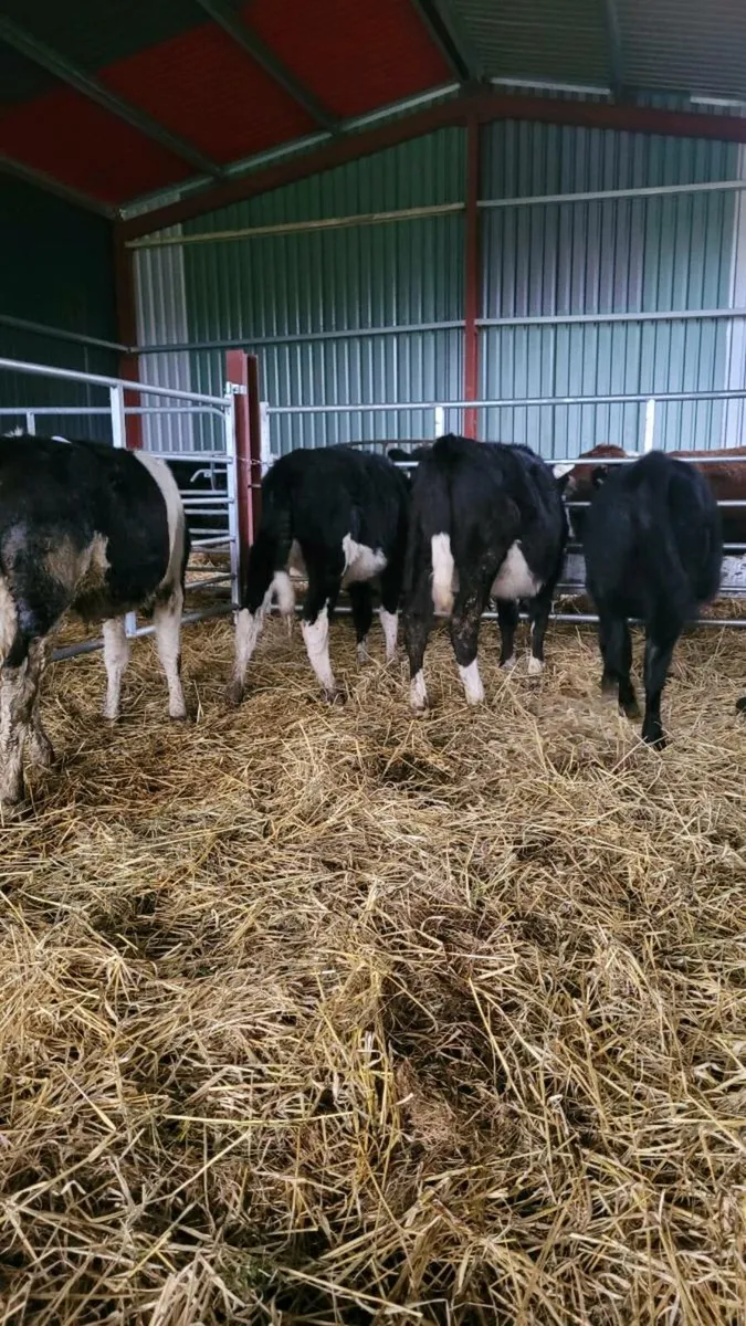 Heifers - Image 4