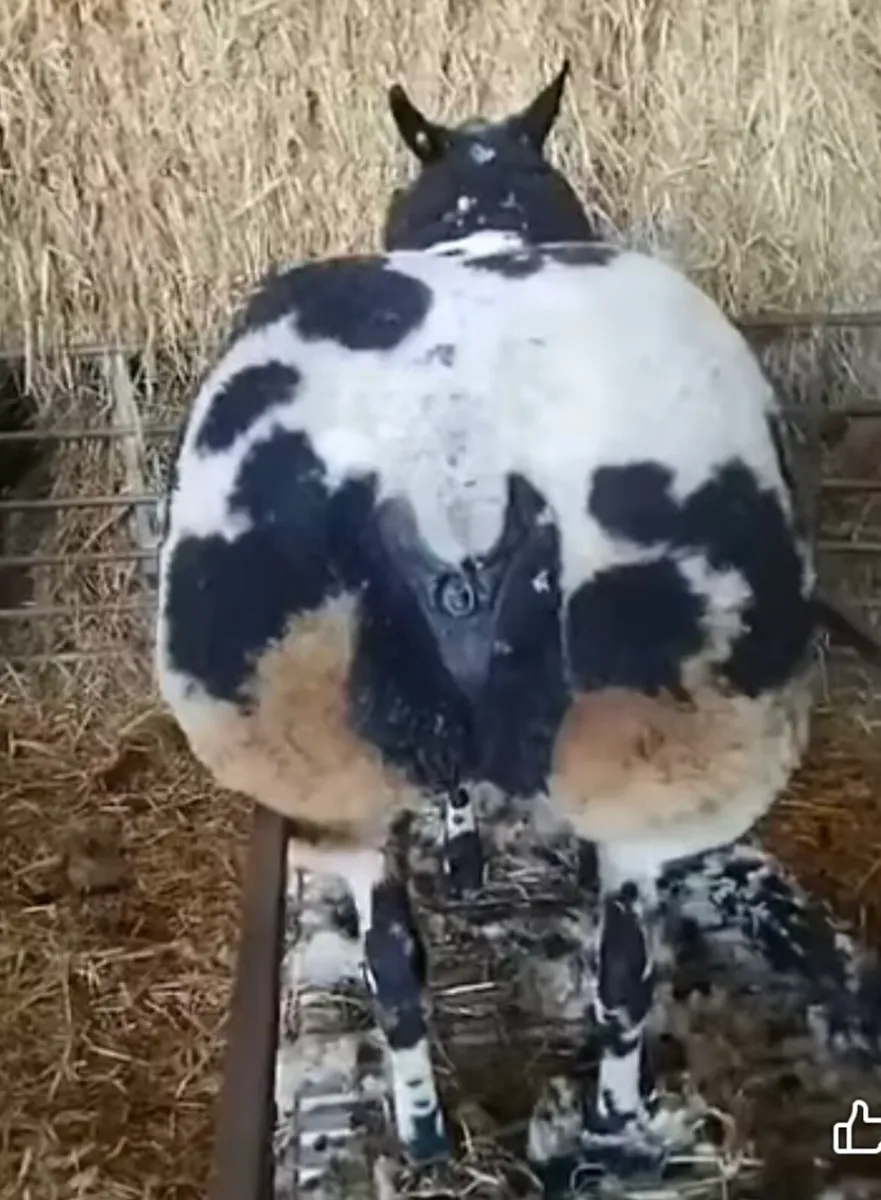 New date -Winter Extravaganza Female Sale - Image 2