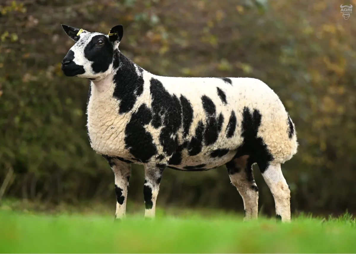 New date -Winter Extravaganza Female Sale - Image 3