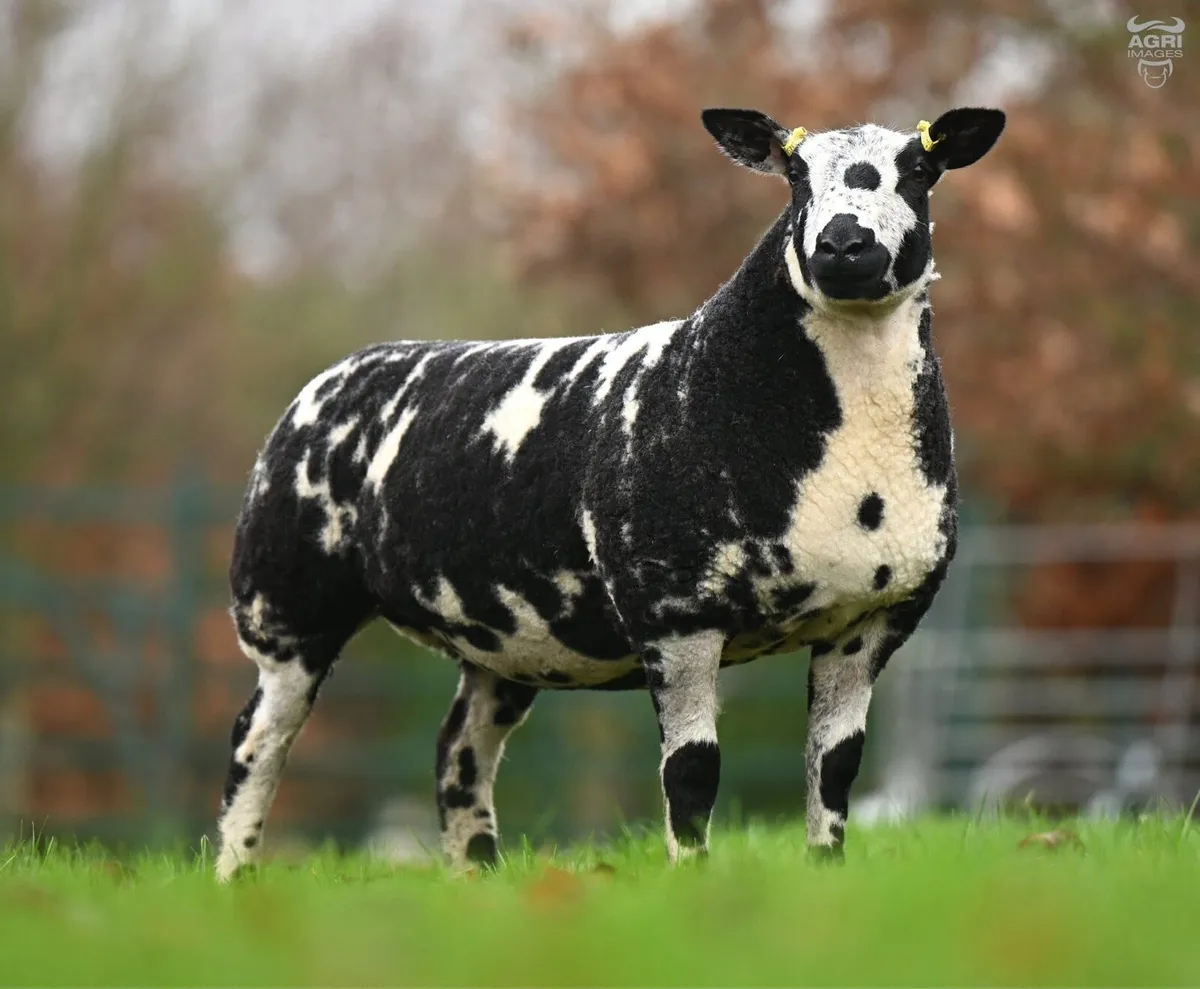 New date -Winter Extravaganza Female Sale - Image 4