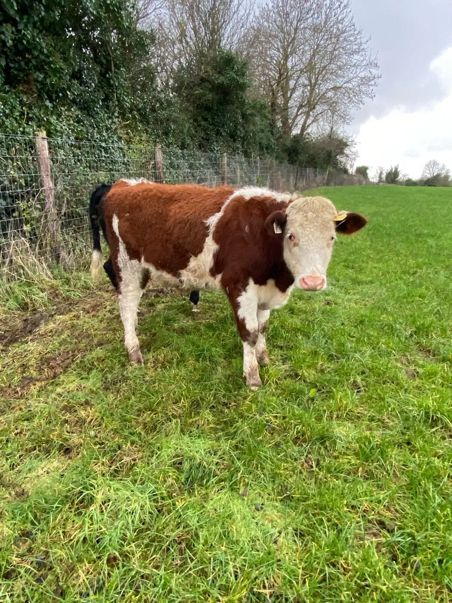 Hereford and Angus Weanlings - Image 1