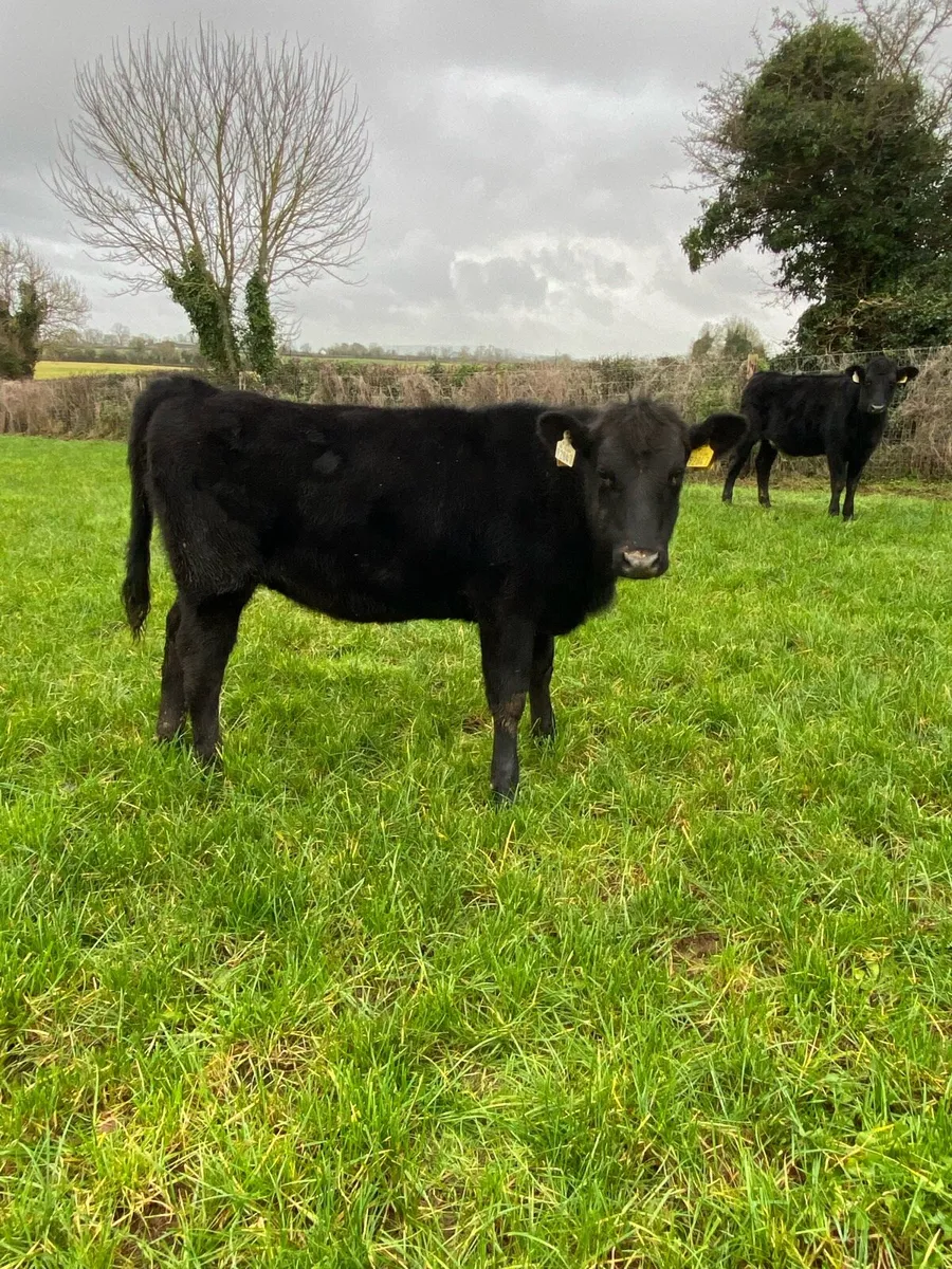 Hereford and Angus Weanlings - Image 2