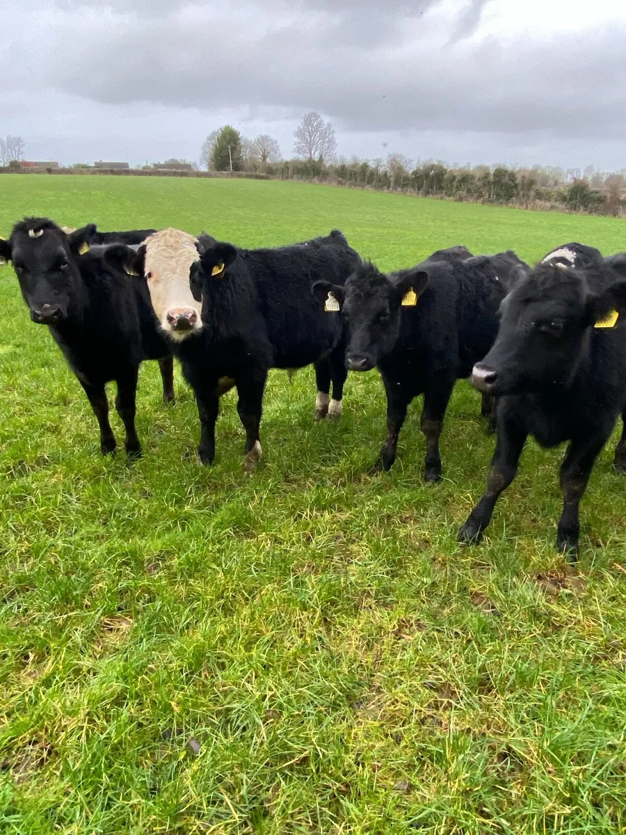 Hereford and Angus Weanlings - Image 3
