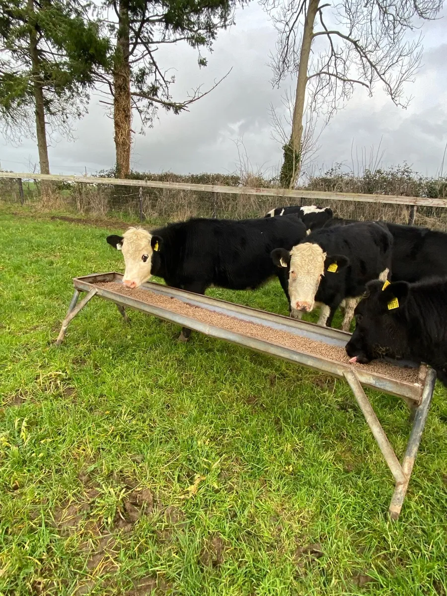 Hereford and Angus Weanlings - Image 4
