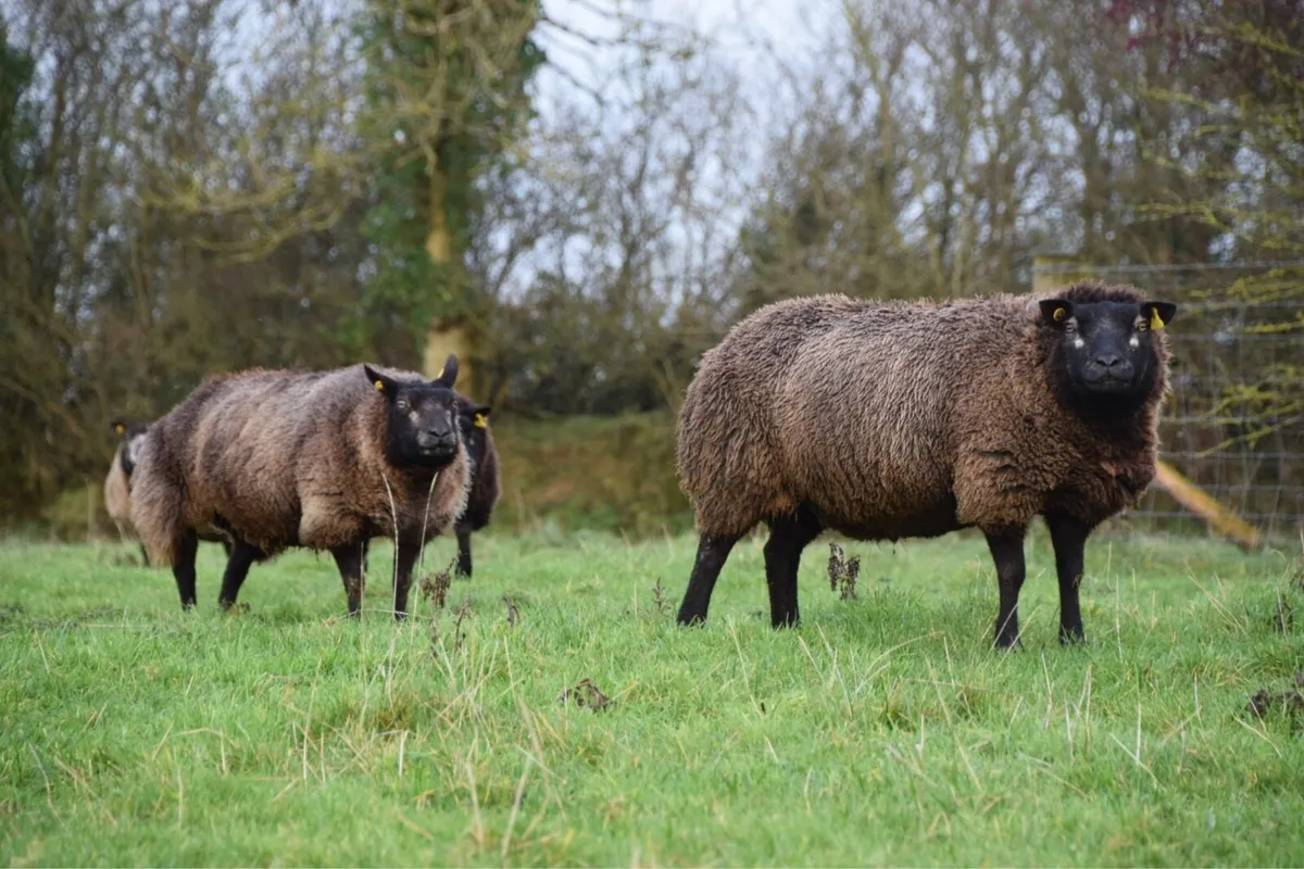 Blue Texel in lamb hoggets - Image 1
