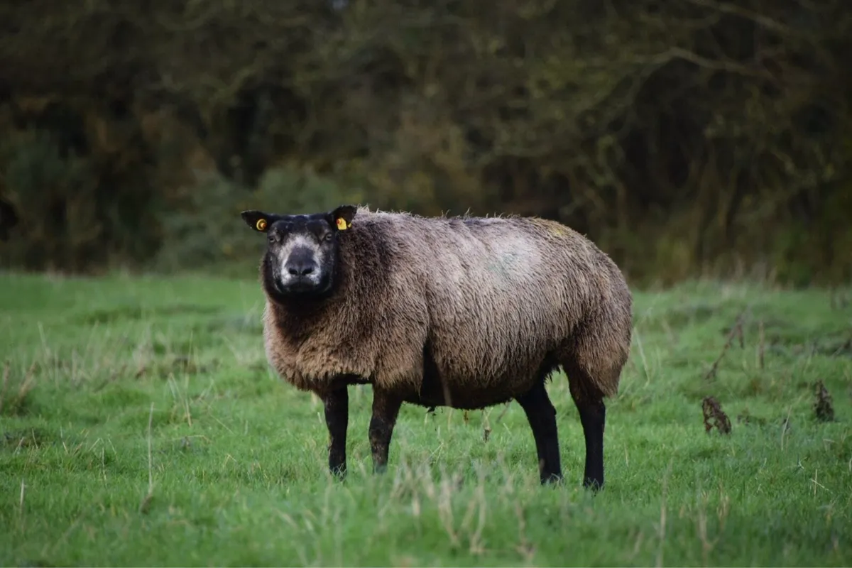 Blue Texel in lamb hoggets - Image 2