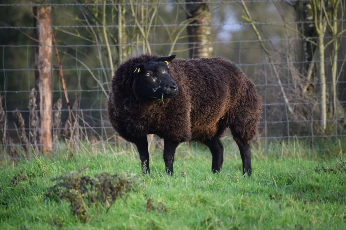 Blue Texel in lamb hoggets - Image 3