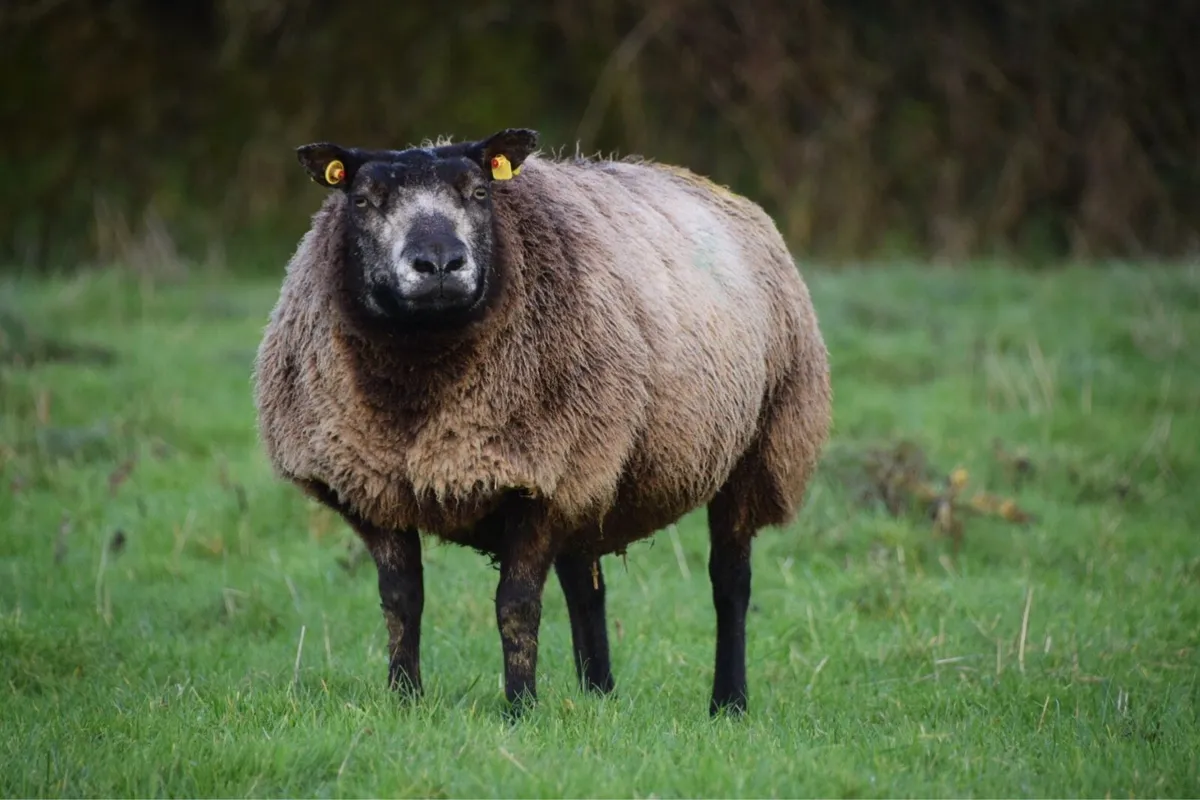 Blue Texel in lamb hoggets - Image 4