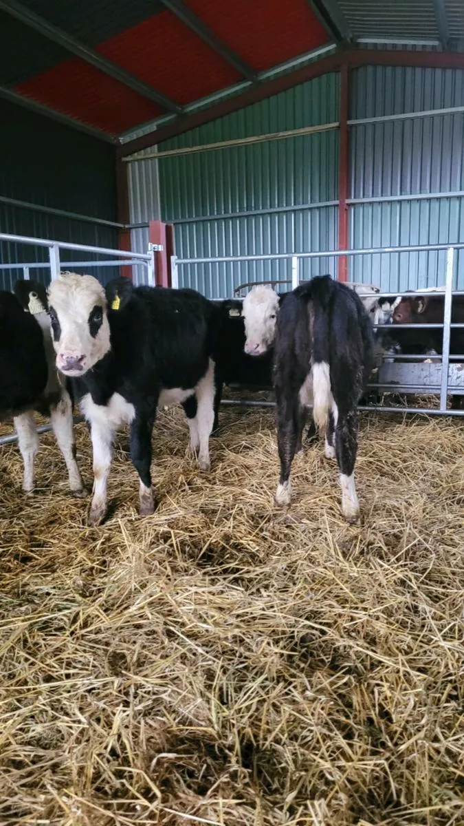 Heifers - Image 2