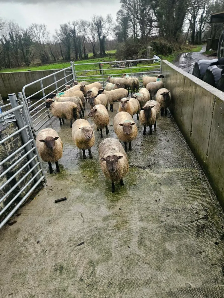 Store lambs - Image 1