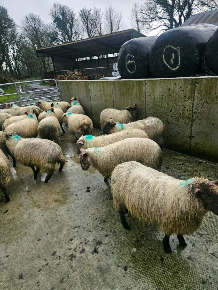 Store lambs - Image 2