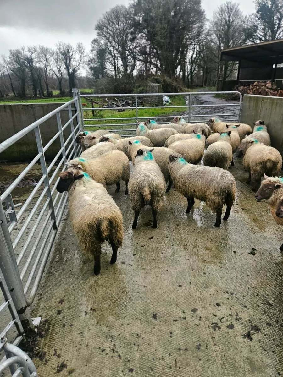 Store lambs - Image 3