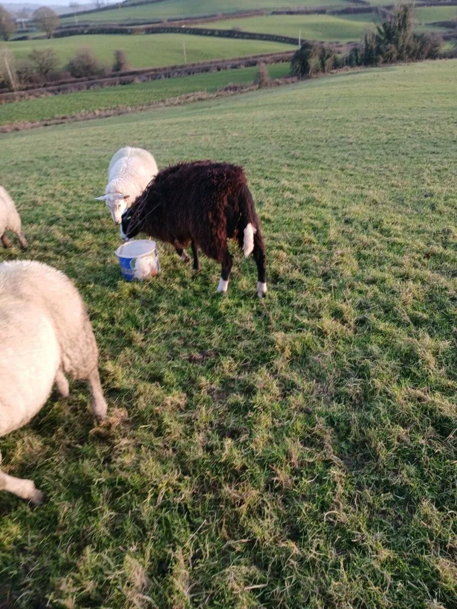 Zwarble and valasis - Image 4