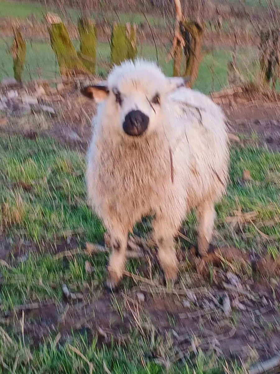 Zwarble and valasis - Image 2