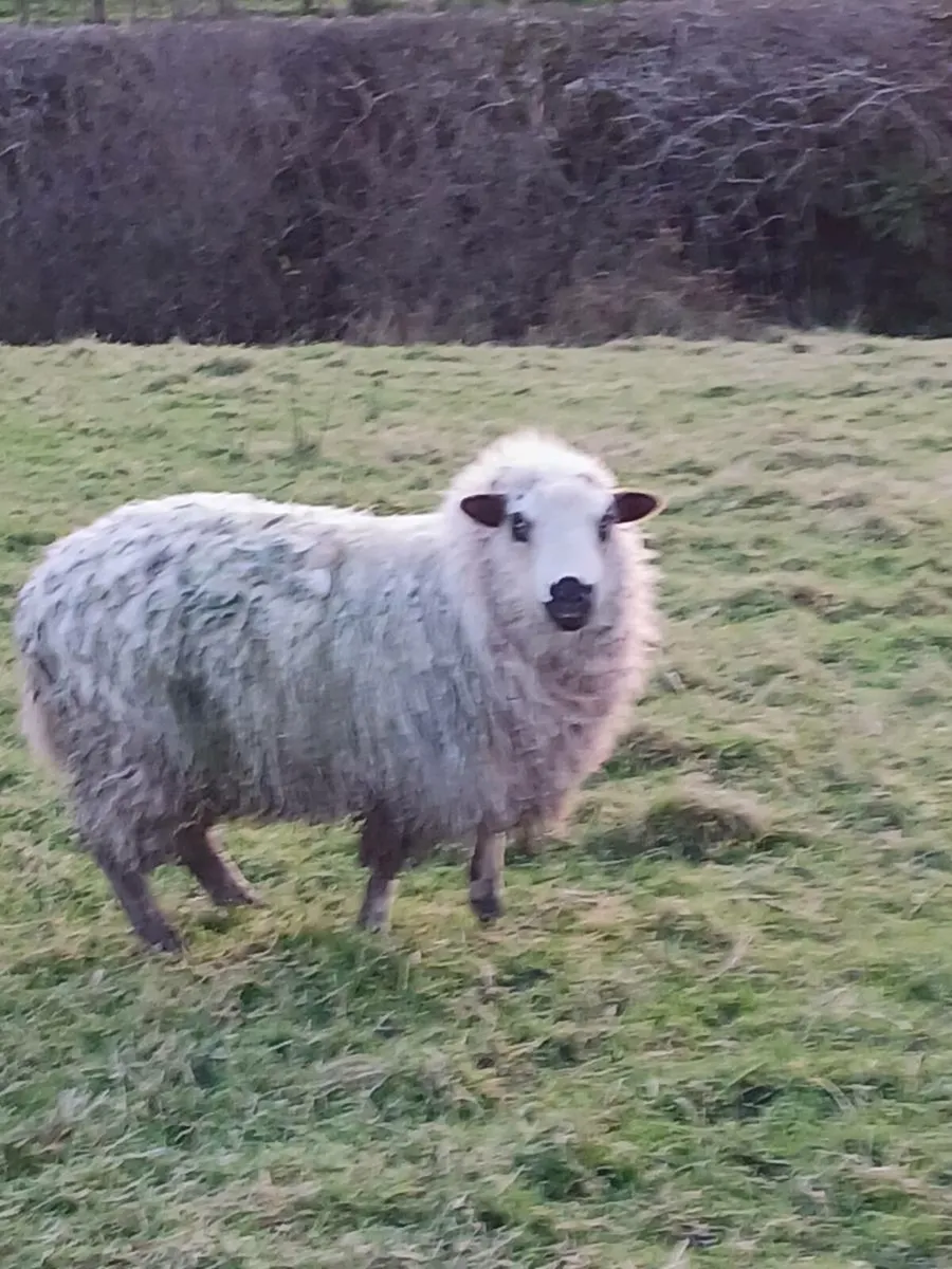 Zwarble and valasis - Image 3