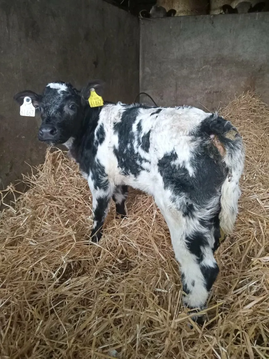 Two smashing u grade blue calves - Image 1