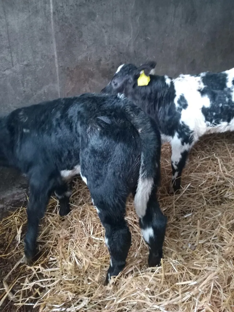 Two smashing u grade blue calves - Image 2